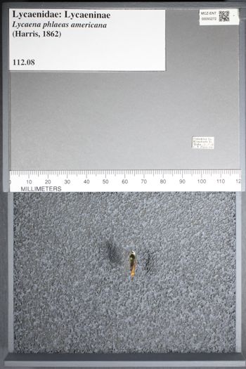 Media type: image;   Entomology 50272